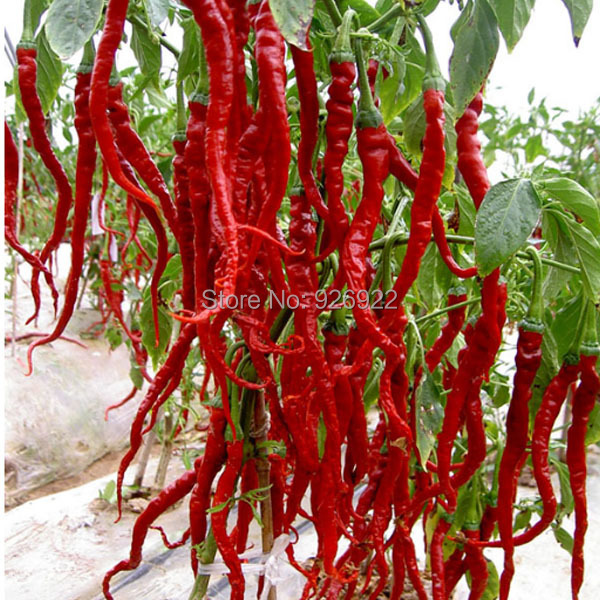 HORTALIZAS FRUTALES hortalizas frutales: