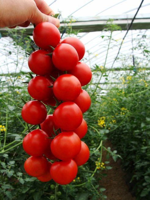 refrigerate fruit tomato fruit or vegetable refrigerate fruit tomato fruit or vegetable