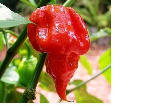 Image result for ớt trinidad scorpion butch t