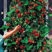 1 lot 200 seeds red climbing strawberry Seeds fruit seeds bonsai home&garden