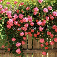 Flower seeds rose flower seeds rose plants balcony bonsai plants flower seeds – 100 pcs seeds