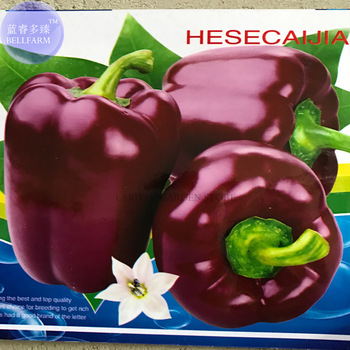 Heirloom Brown Sweet Bell Pepper Vegetable Seeds, Original Pack, 80 Seeds / Pack, Organic Big Purple Peppers E3395
