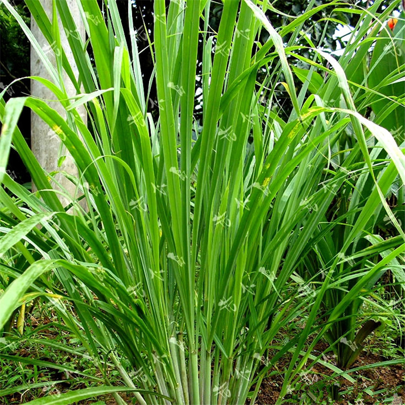 400 Lemon Grass Seeds Heirloom Organic Medical Herb Plant Easy Care DIY