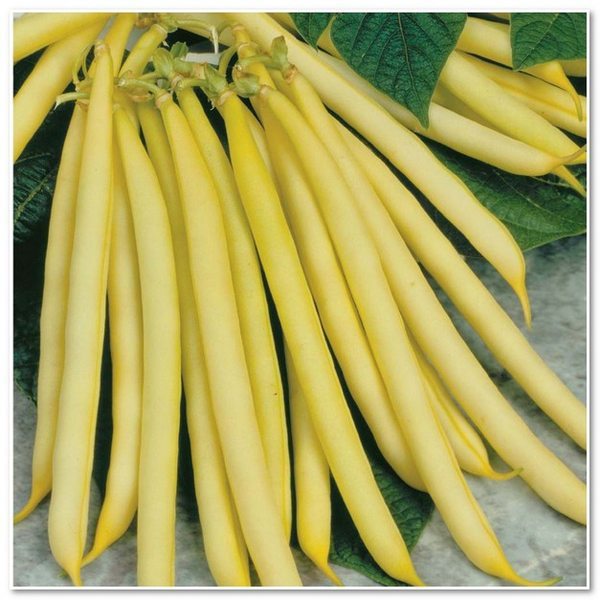 VEGETABLE SEEDS ORGANIC vegetable seeds organic: