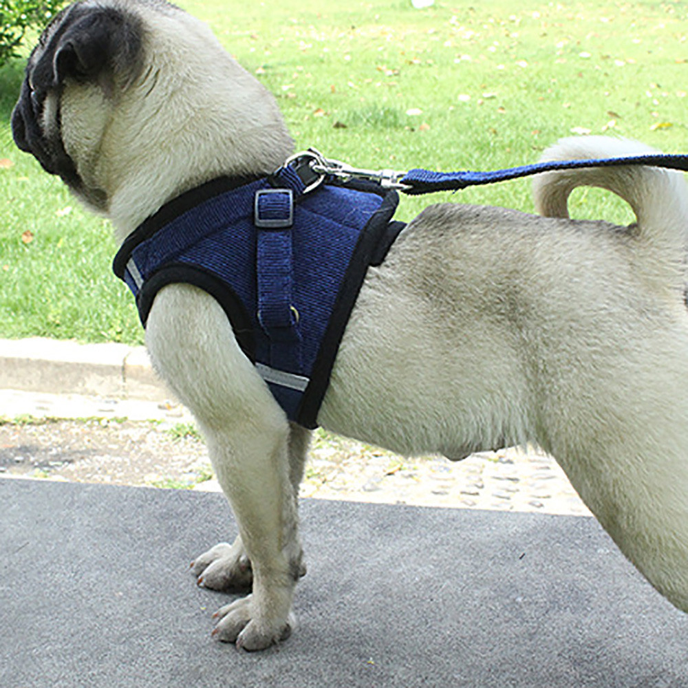 pug dog belt