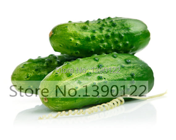 100 cucumber seeds ORZEL extremely early Polish variety for open soil growing vegetable seeds for home