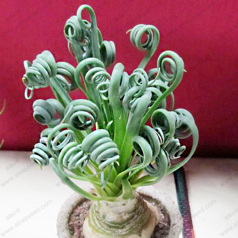 Редкие Комнатные Растения Интернет Магазин