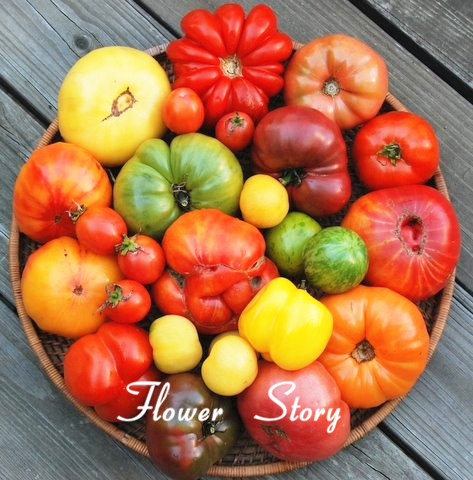 Гаджет  36 kinds tomao seeds 200 Mixed Tomato  Seeds, Organic Heirloom ,hardy ,heat resistant ,  rich flavor None Дом и Сад