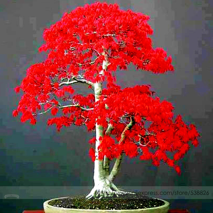 100% True Japanese Red Maple Bonsai Tree Cheap Seeds, Professional Pack, 20 Seeds / Pack, Very Beautiful Indoor Tree NF924