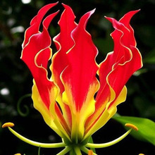 A Package 50 Pieces Garland Flame Lilium brownii Flower Seeds Balcony Bonsai Courtyard Plant Lily Flowers Seeds