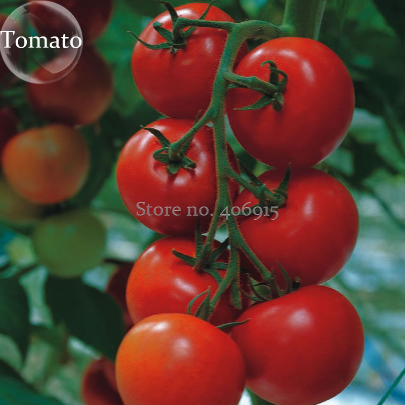 Solanum lycopersicum L. Tomato 