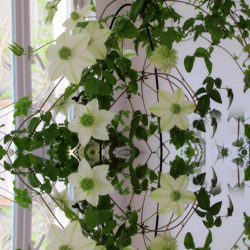 300 pcs garden clematis seed six varieties beautify courtyar.
