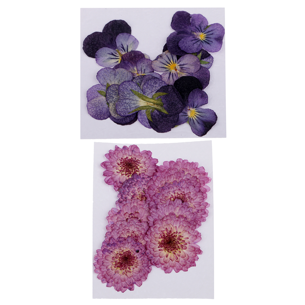 22pcs Pressed Real Daisy Pansy Dried Flowers DIY Floral Decor Embellishment