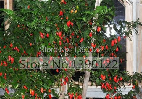 Bonsai vegetable seeds 100pcs seeds Red Bhut Jolokia Seeds Ghost Pepper Naga Jolokia HOT Chilli 900K