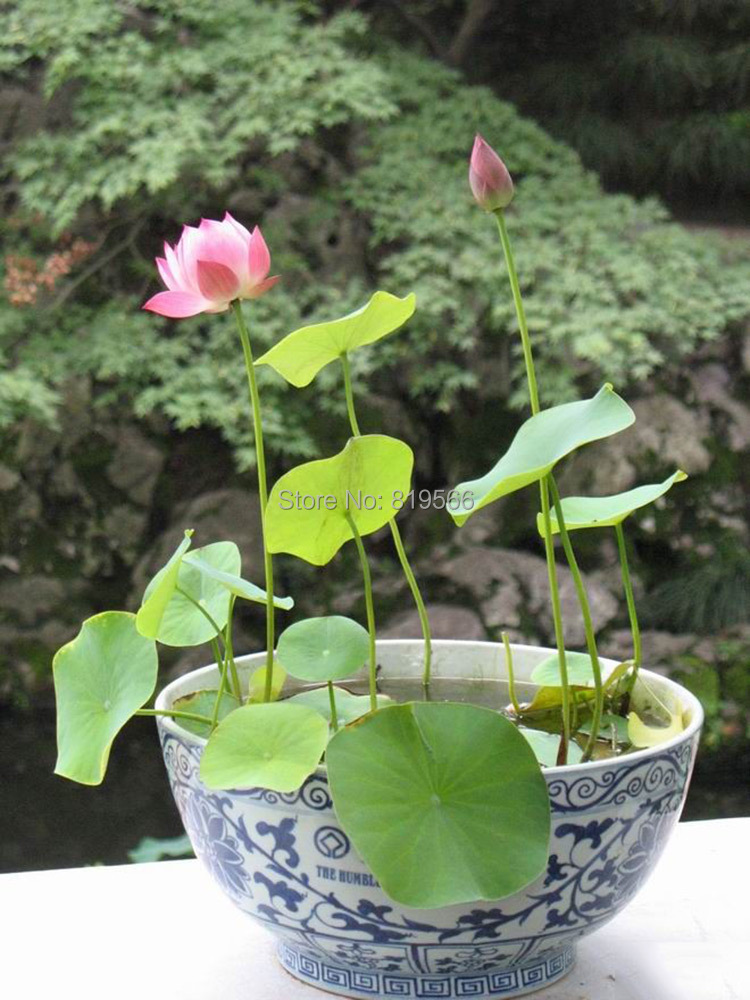 Grow Lotus Flower Indoors The Best Flowers Ideas