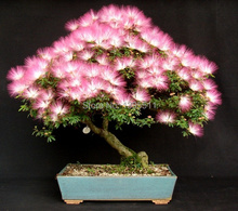 $0.99get 5 rare flower bonsai seeds Albizia Flower  Mimosa Seeds Silk Tree  bonsai tree for flower potted plants