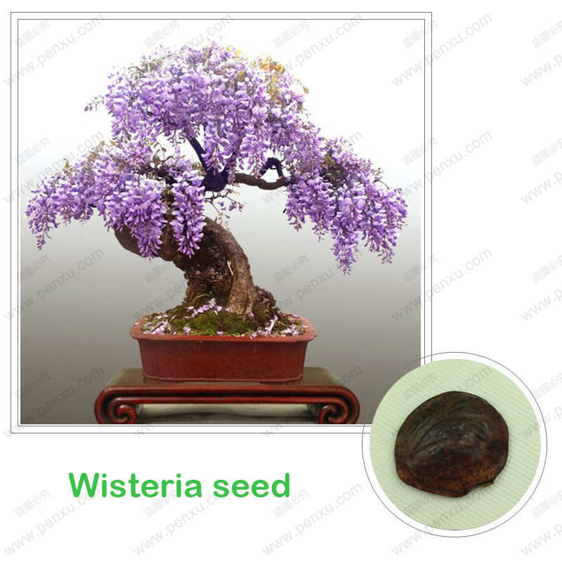 Wisteria seeds bonsai Wisteria sinensis tree 100 true seed in kind shooting 10 pcs bag