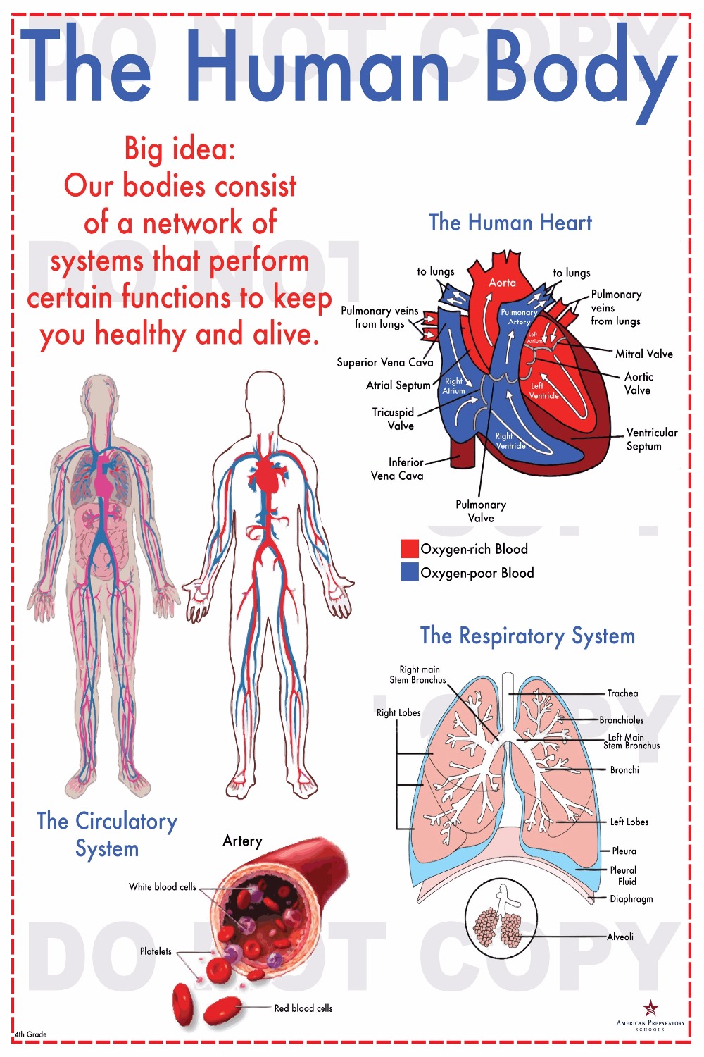 Compare Prices on Human Body Organs- Online Shopping/Buy Low Price