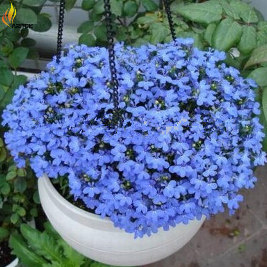 Lobelia Trailing True Blue Cascade Seeds Beautiful Ground Cover Rock Garden Flowers, Original Pack, 100 Seeds