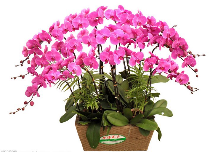 hydroponic orchid seeds indoor flowers bonsai four seasons Phalaenopsis Orchids 50 pcs seeds