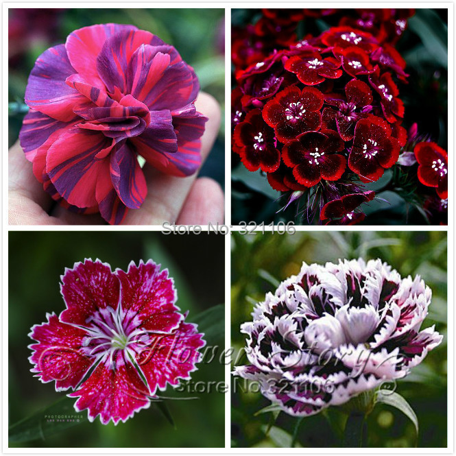 Promotion 200 Dianthus Seeds 16 kinds mixed packed Sweet William flower easy to grow high germination