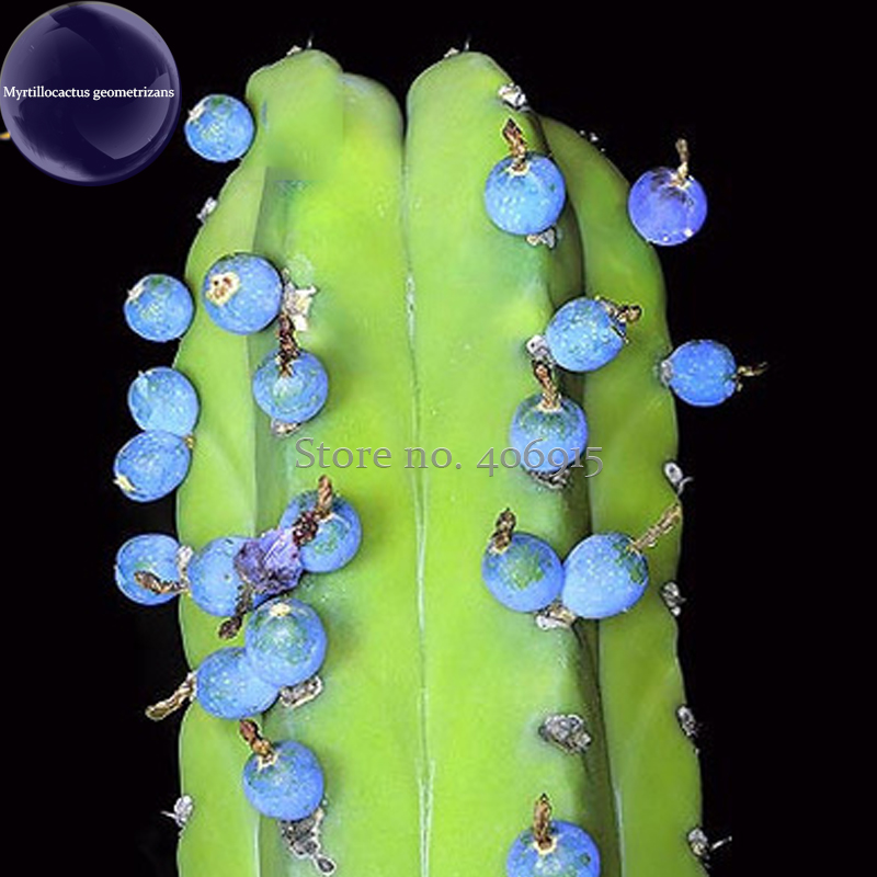 100% Genuine Myrtillocactus geometrizans Bilberry Cactus, 5 Seeds, blue candle whortleberry E3974