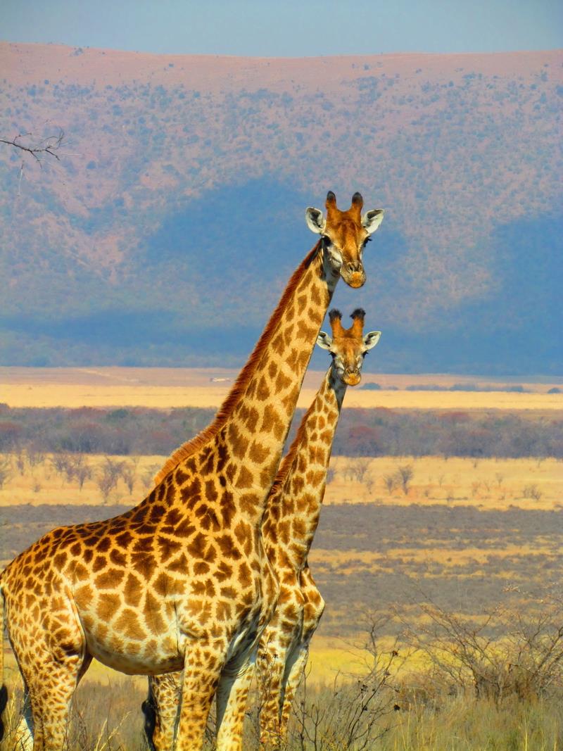 Online kopen wholesale giraffe decor tall uit china giraffe decor ...