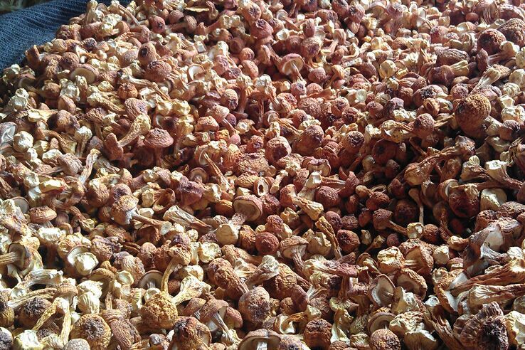 matsutake wholesale price,Matsutake wholesale,Matsutake matsutake wholesale price,Matsutake wholesale,Matsutake