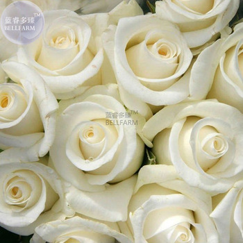 BELLFARM Rose Purely White European Flower Seeds, 50 Seeds, light fragrant flower for marry E4262