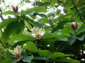 1kg 10:1 Officinal Magnolia Bark extract Magnolia officinalis extract cortex magnoliae officinalis extract