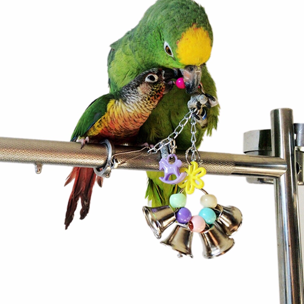   Cockatiel        perroquet          