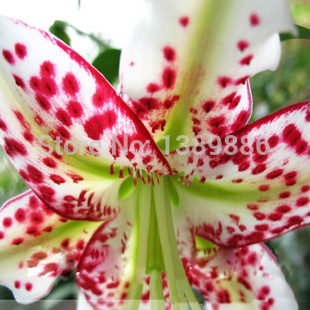 50 pcs bag plants potted lily flower seeds flower seeds lily perfume purify indoor bonsai air