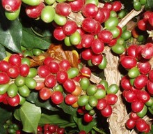 China Yunnan Green Coffee Bean 5kg At an altitude of 1500 meters high wholesale available