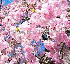 10 pink fountain weeping cherry tree DIY Home Garden Dwarf Tree everybody wants it Free Shipping