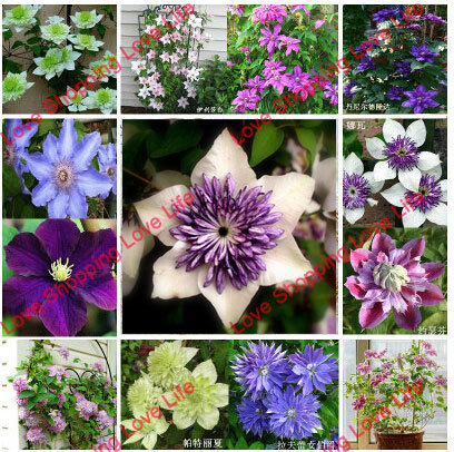 clematis flowers mix clematis plant seeds not the clematis rooted 50 seeds bag