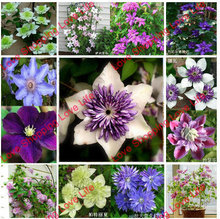 clematis flowers mix, clematis plant seeds, not the clematis rooted, 50 seeds/bag