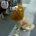 New Arrival Big Pet Hairpiece hat Costume Cat Halloween periwig hair Fancy Mane Lion Mane Wig