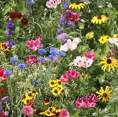 nova bonsai sementes de flores borboleta hummingbird mix nova bonsai sementes de flores borboleta hummingbird mix