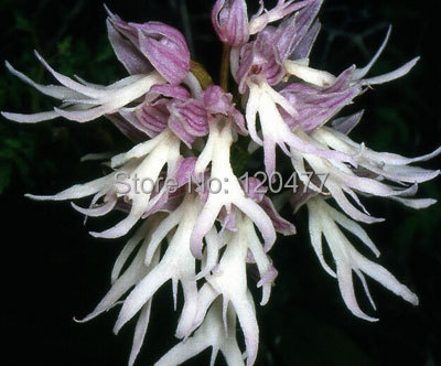 Orchis italica also known as Italian men orchid pyramid monkey orchid orchid testes 100 seeds lot