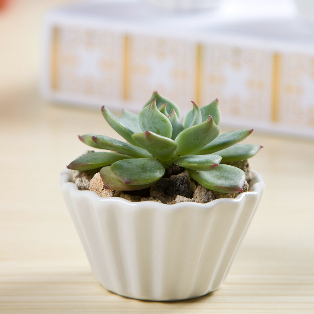 Acquista all'ingrosso online piccoli vasi di ceramica da grossisti ... Creativo Giardino Fiorito