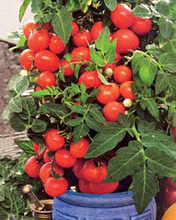 100 Bonsai Tomato seeds Mini Cherry Potted Sweet Fruit Vegetable Organic Fresh