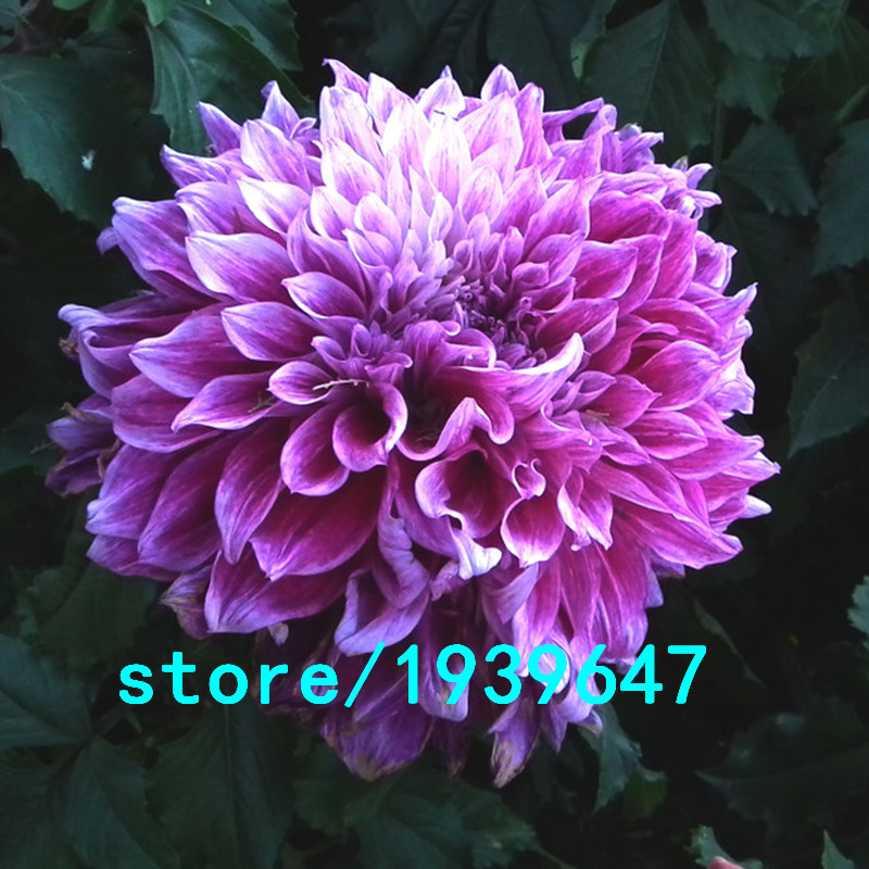 achetez en gros violet dahlias en ligne 224 des grossistes achetez en gros violet dahlias en ligne 224 des grossistes