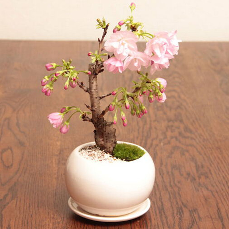 Sakura garden perinton coupons