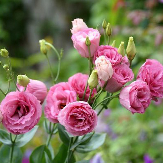 Red Eustoma Seeds Perennial Flowering Plants Lisianthus Multicolor for DIY Home Garden 100 PCS
