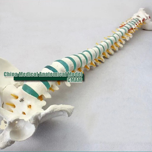 CENTRO COLUMNA VERTEBRAL S C centro columna vertebral s c: