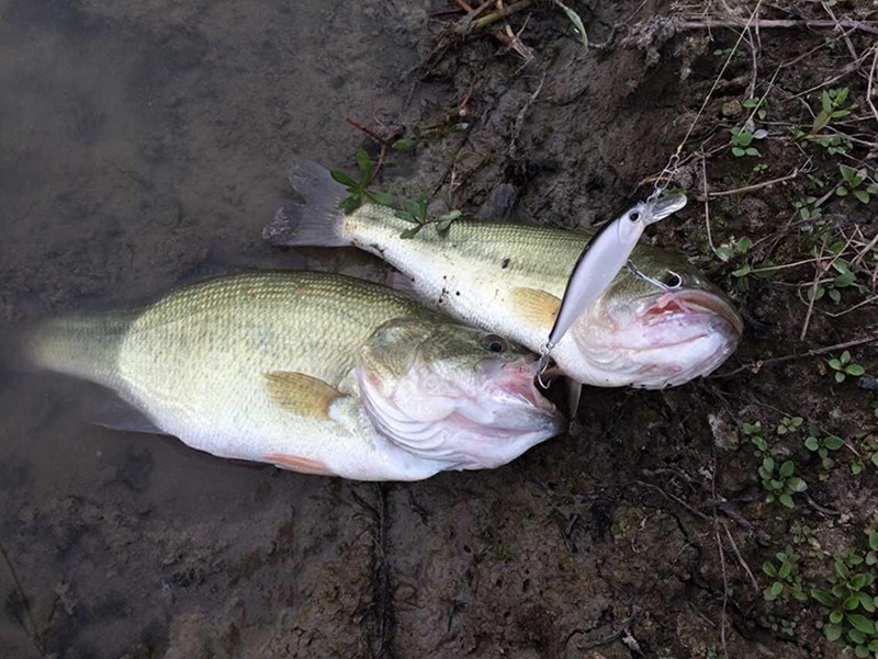 Trulinaoya Minnow eleven