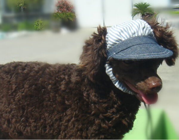 1 ./      hat       doggy      
