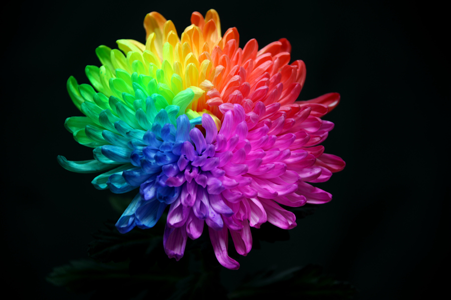 50 Pcs Bag Rainbow Chrysanthemum Flower Seeds Rare Color Bonsai Plant Diy Home