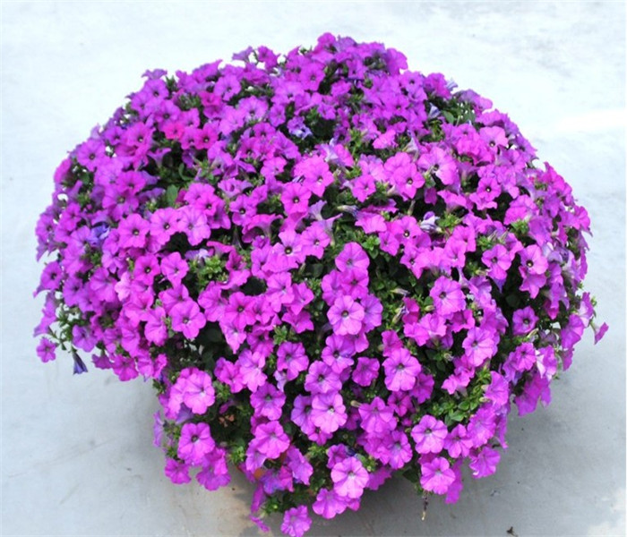 VERBENA HIBRIDO verbena hibrido: