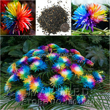 Free Shipping 20 Rainbow Chrysanthemum Flower Seeds rare color new arrival DIY Home Garden flower plant